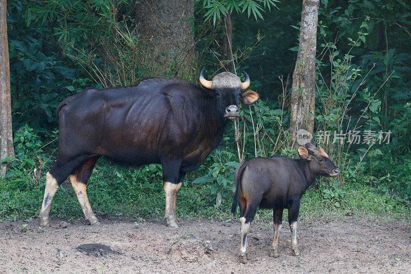 动物:成年野牛，也称为印度野牛(Bos gaurus)和幼年野牛。